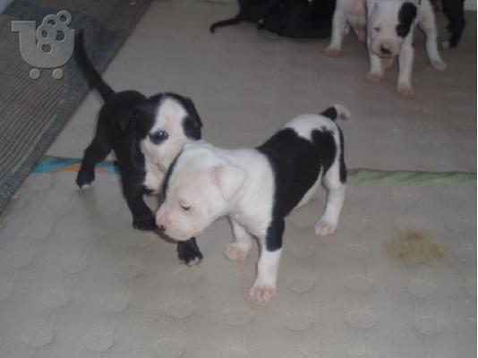 pitbull